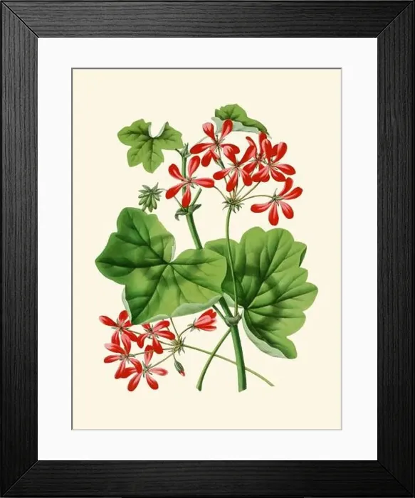 Framed Print : Colorful Flower Illustration: A digital vintage-style flower on a plain beige background Framed Print : Colorful Flower Illustration: A digital vintage-style flower on a plain beige background
