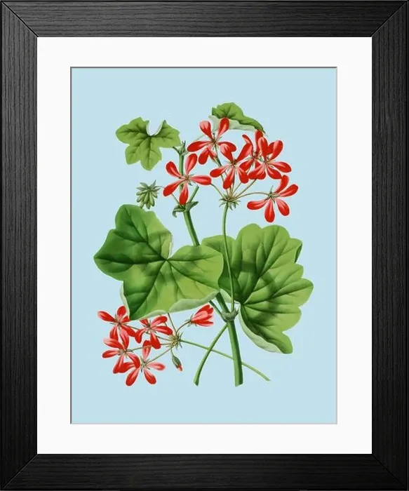 Framed Print : Colorful Flower Illustration: A digital vintage-style flower on a plain light blue background Framed Print : Colorful Flower Illustration: A digital vintage-style flower on a plain light blue background