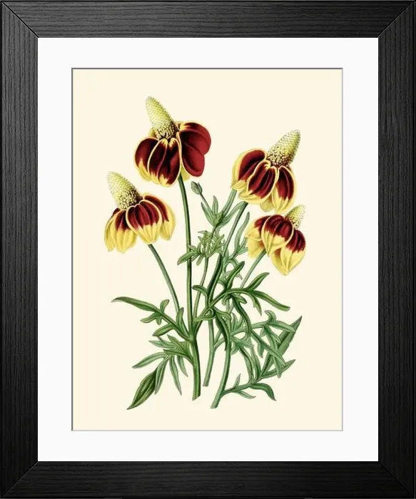 Framed Print : Colorful Flower Illustration: A digital vintage-style flower on a plain beige background Framed Print : Colorful Flower Illustration: A digital vintage-style flower on a plain beige background
