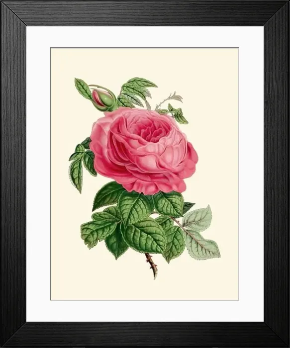Framed Print : Colorful Rose Flower Illustration: A digital vintage-style flower on a plain beige background Framed Print : Colorful Rose Flower Illustration: A digital vintage-style flower on a plain beige background
