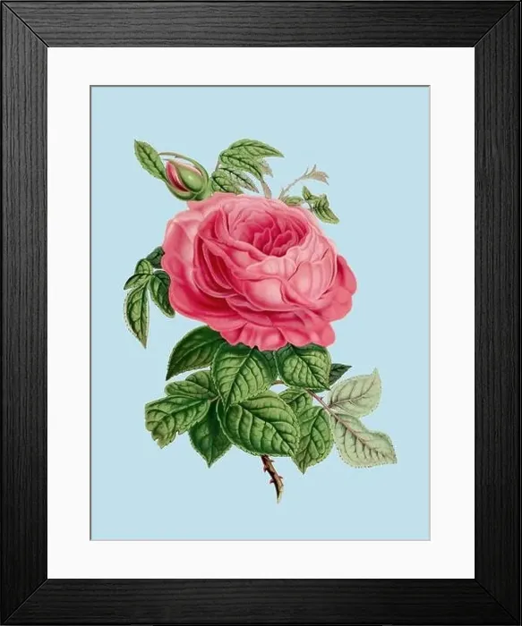 Framed Print : Colorful Rose Flower Illustration: A digital vintage-style flower on a plain light blue background