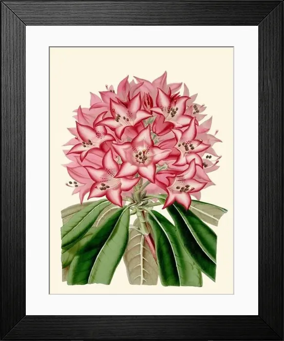 Framed Print : Colorful Flower Illustration: A digital vintage-style flower on a plain beige background Framed Print : Colorful Flower Illustration: A digital vintage-style flower on a plain beige background