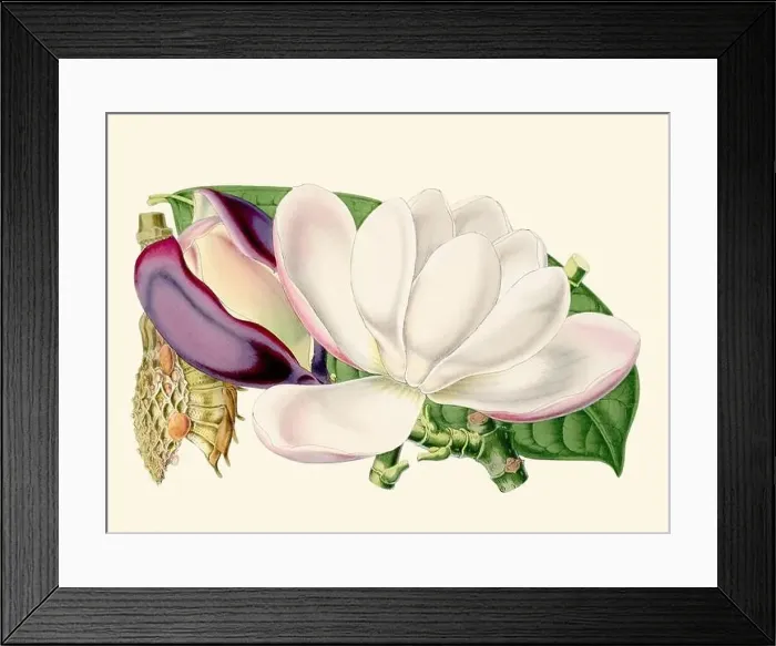 Framed Print : Colorful Magnolia Flower Illustration: A digital vintage-style flower on a plain beige background Framed Print : Colorful Magnolia Flower Illustration: A digital vintage-style flower on a plain beige background