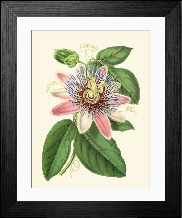 Framed Print : Colorful Passion Flower Illustration: A digital vintage-style flower on a plain beige background