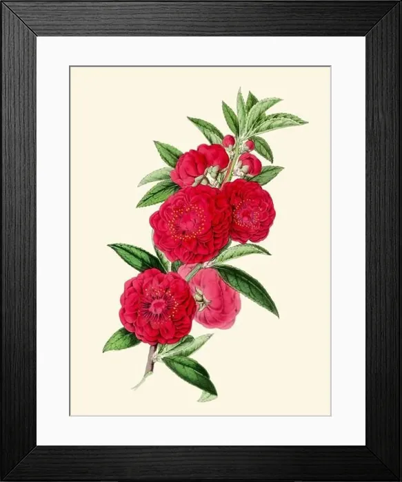 Framed Print : Colorful Camellia Flower Illustration: A digital vintage-style flower on a plain beige background Framed Print : Colorful Camellia Flower Illustration: A digital vintage-style flower on a plain beige background