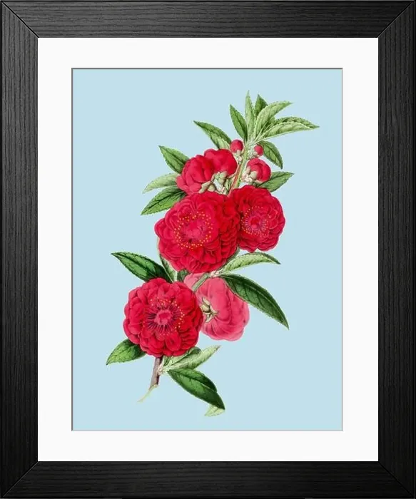 Framed Print : Colorful Camellia Flower Illustration: A digital vintage-style flower on a plain light blue background Framed Print : Colorful Camellia Flower Illustration: A digital vintage-style flower on a plain light blue background