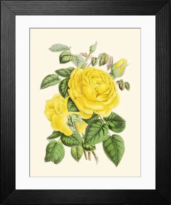 Framed Print : Colorful Rose Flower Illustration: A digital vintage-style flower on a plain beige background Framed Print : Colorful Rose Flower Illustration: A digital vintage-style flower on a plain beige background