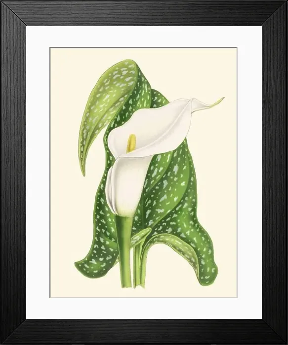 Framed Print : Colorful Florida Pusley Flower Illustration: A digital vintage-style flower on a plain beige background Framed Print : Colorful Florida Pusley Flower Illustration: A digital vintage-style flower on a plain beige background