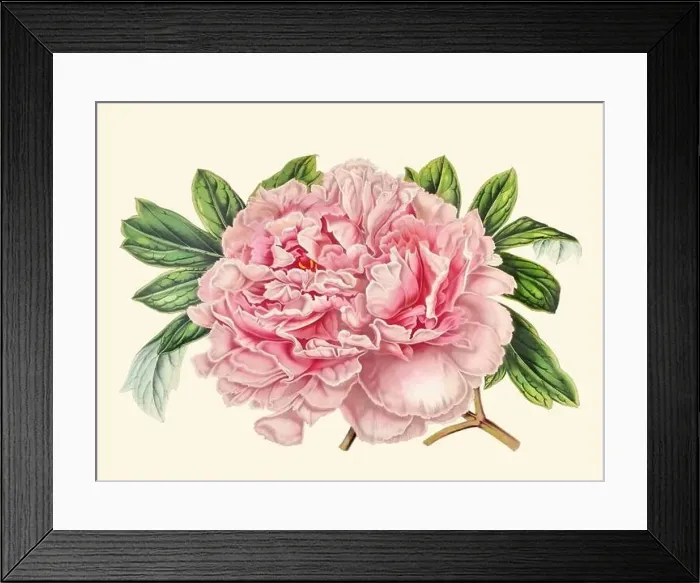 Framed Print : Colorful Peony Flower Illustration: A digital vintage-style flower on a plain beige background Framed Print : Colorful Peony Flower Illustration: A digital vintage-style flower on a plain beige background