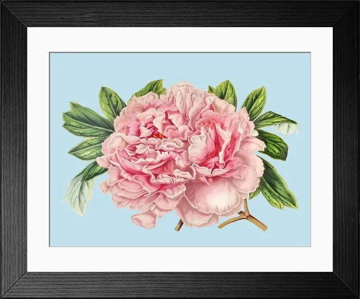 Framed Print : Colorful Peony Flower Illustration: A digital vintage-style flower on a plain light blue background
