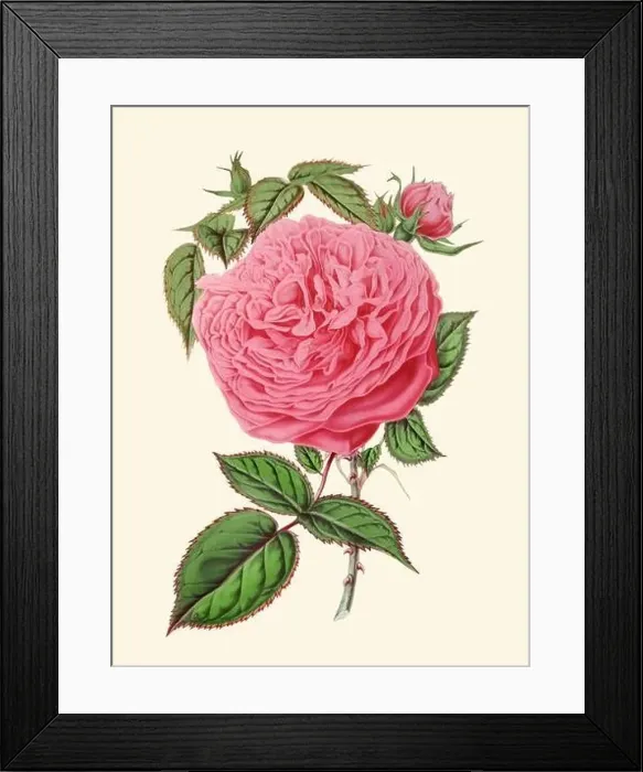 Framed Print : Colorful Rose Flower Illustration: A digital vintage-style flower on a plain beige background Framed Print : Colorful Rose Flower Illustration: A digital vintage-style flower on a plain beige background