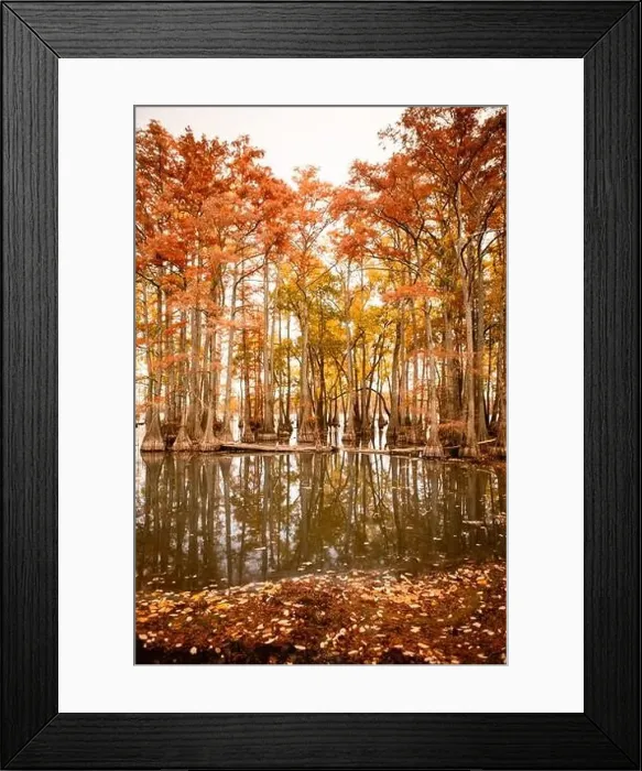 Framed Print : Orange and yellow cypress trees growing in lake in autumn Framed Print : Orange and yellow cypress trees growing in lake in autumn