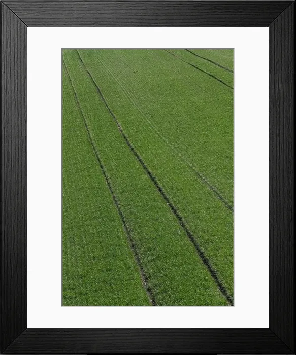 Framed Print : green wheat fields in a sunny day. aerial drone view Framed Print : green wheat fields in a sunny day. aerial drone view