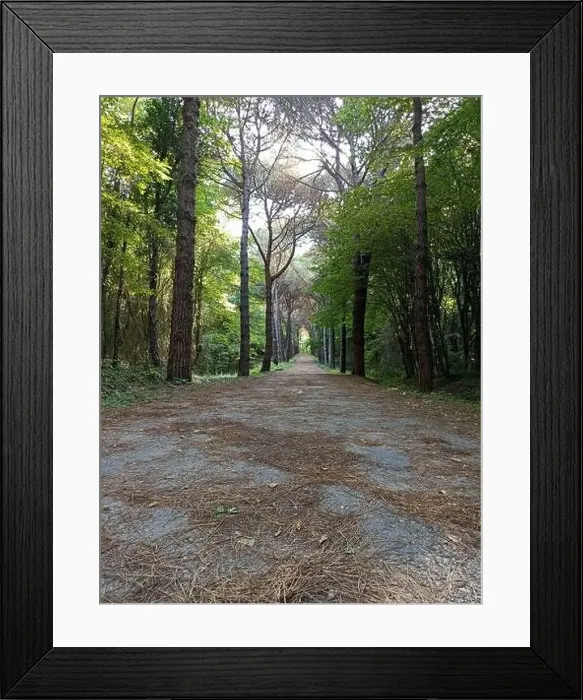 Framed Print : The road between the forests. yellowed leaves fallen to the ground. autumn time Framed Print : The road between the forests. yellowed leaves fallen to the ground. autumn time
