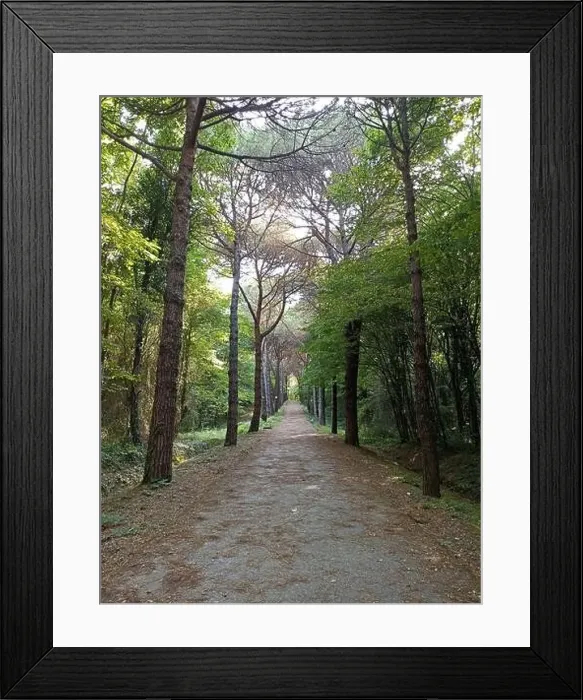 Framed Print : The road between the forests. yellowed leaves fallen to the ground. autumn time Framed Print : The road between the forests. yellowed leaves fallen to the ground. autumn time