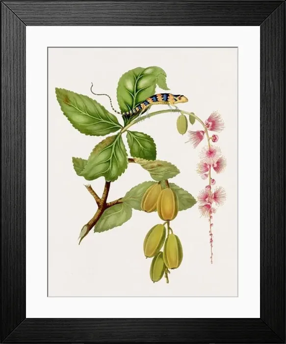 Framed Print : Antique Luzard illustration. Blue Lizard and Neva Tree Antique natural history book illustration Framed Print : Antique Luzard illustration. Blue Lizard and Neva Tree Antique natural history book illustration