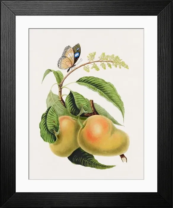Framed Print : Antique fruit and butterfly illustration Framed Print : Antique fruit and butterfly illustration