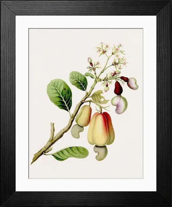 Framed Print : Antique botanical illustration. The Cajew. Antique natural history book illustration Framed Print : Antique botanical illustration. The Cajew. Antique natural history book illustration