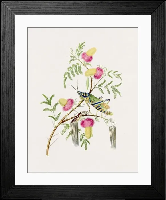 Framed Print : Antique Locust illustration. Blue Locust on an Acacia Tree. Antique natural history book illustration Framed Print : Antique Locust illustration. Blue Locust on an Acacia Tree. Antique natural history book illustration