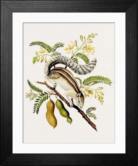 Framed Print : Antique Squirrel illustration. Antique natural history book illustration Framed Print : Antique Squirrel illustration. Antique natural history book illustration