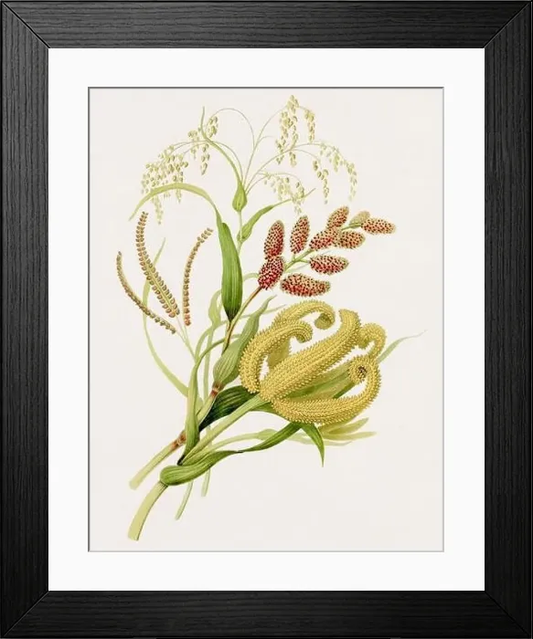 Framed Print : Antique botanical illustration. Antique natural history book illustration Framed Print : Antique botanical illustration. Antique natural history book illustration