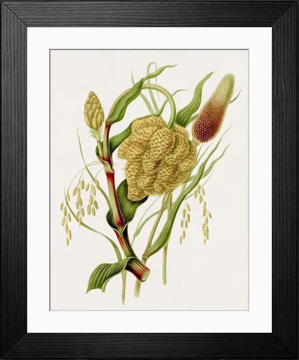 Framed Print : Antique botanical illustration. Antique natural history book illustration Framed Print : Antique botanical illustration. Antique natural history book illustration