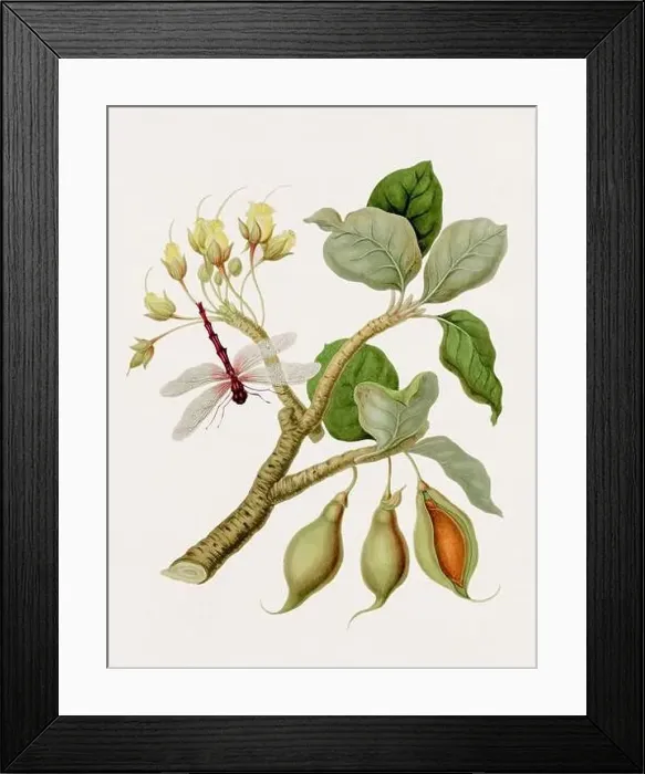 Framed Print : Antique botanical illustration. A Dragonfly on a Mahwhaw tree. Antique natural history book illustration Framed Print : Antique botanical illustration. A Dragonfly on a Mahwhaw tree. Antique natural history book illustration