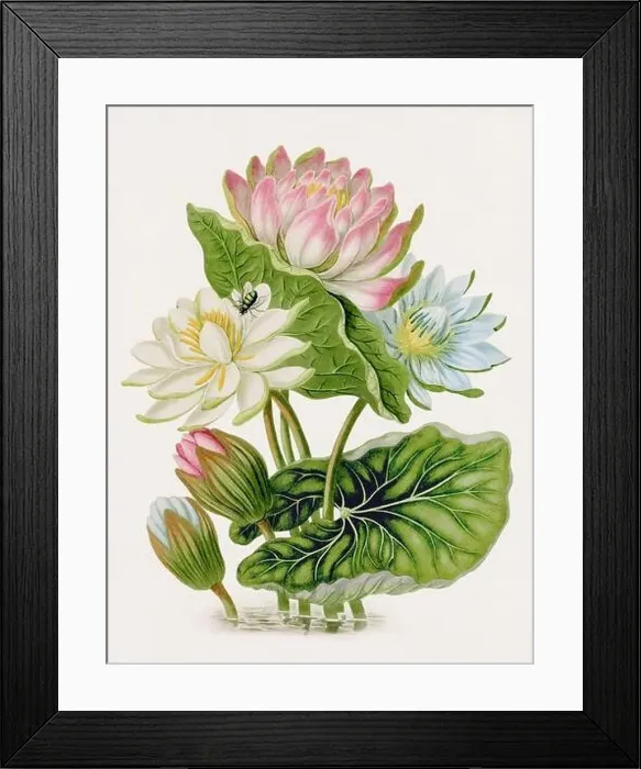 Framed Print : Antique botanical illustration. Red Blue and White Lotus. Antique natural history book illustration Framed Print : Antique botanical illustration. Red Blue and White Lotus. Antique natural history book illustration