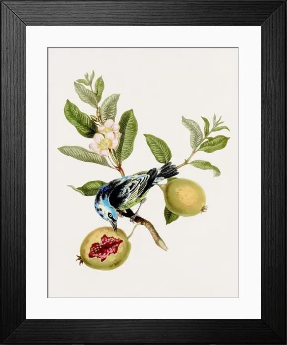 Framed Print : Antique Bird illustration. Antique natural history book illustration Framed Print : Antique Bird illustration. Antique natural history book illustration