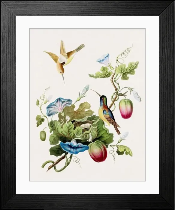 Framed Print : Antique Bird illustration. Hummingbirds. Antique natural history book illustration Framed Print : Antique Bird illustration. Hummingbirds. Antique natural history book illustration