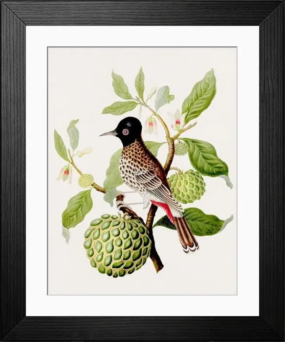 Framed Print : Antique Bird illustration. Indian Nightingale. Antique natural history book illustration