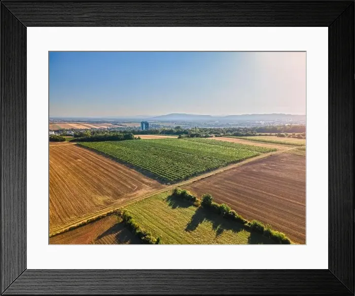 Framed Print : Drone view down on agriculture crop land with wheat fields and Vineyards in Vienna Framed Print : Drone view down on agriculture crop land with wheat fields and Vineyards in Vienna