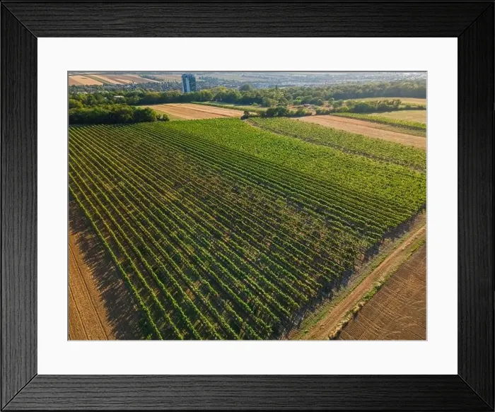 Framed Print : Drone view down on agriculture crop land with wheat fields and Vineyards in Vienna Framed Print : Drone view down on agriculture crop land with wheat fields and Vineyards in Vienna