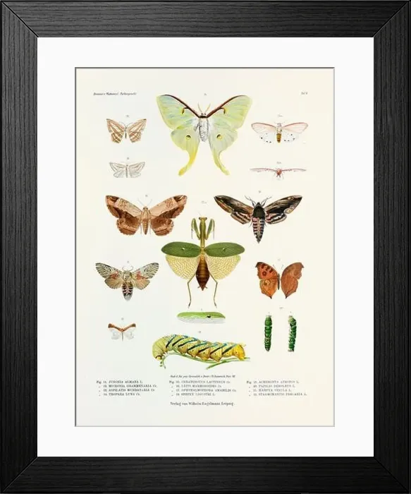 Framed Print : A vintage insect illustration from a 19th-century German book plate showcasing the coloration of various insect species Framed Print : A vintage insect illustration from a 19th-century German book plate showcasing the coloration of various insect species