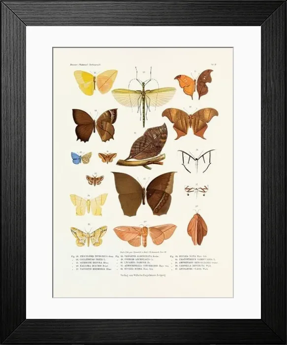 Framed Print : A vintage insect illustration from a 19th-century German book plate showcasing the coloration of various insect species Framed Print : A vintage insect illustration from a 19th-century German book plate showcasing the coloration of various insect species