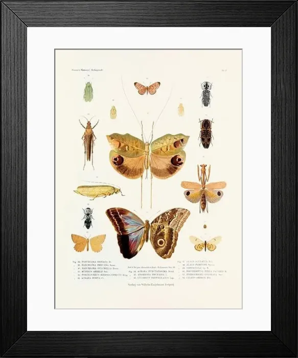 Framed Print : A vintage insect illustration from a 19th-century German book plate showcasing the coloration of various insect species Framed Print : A vintage insect illustration from a 19th-century German book plate showcasing the coloration of various insect species