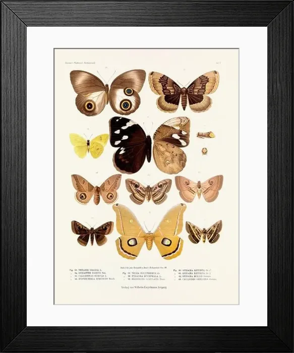 Framed Print : A vintage insect illustration from a 19th-century German book plate showcasing the coloration of various insect species Framed Print : A vintage insect illustration from a 19th-century German book plate showcasing the coloration of various insect species