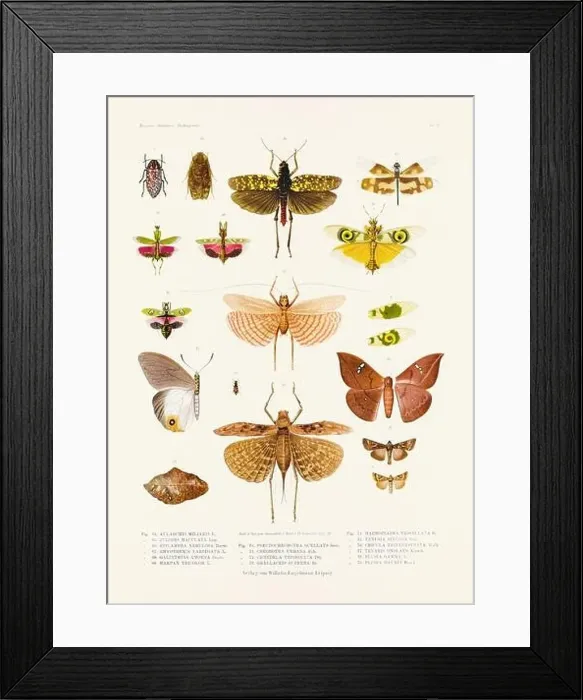 Framed Print : A vintage insect illustration from a 19th-century German book plate showcasing the coloration of various insect species Framed Print : A vintage insect illustration from a 19th-century German book plate showcasing the coloration of various insect species