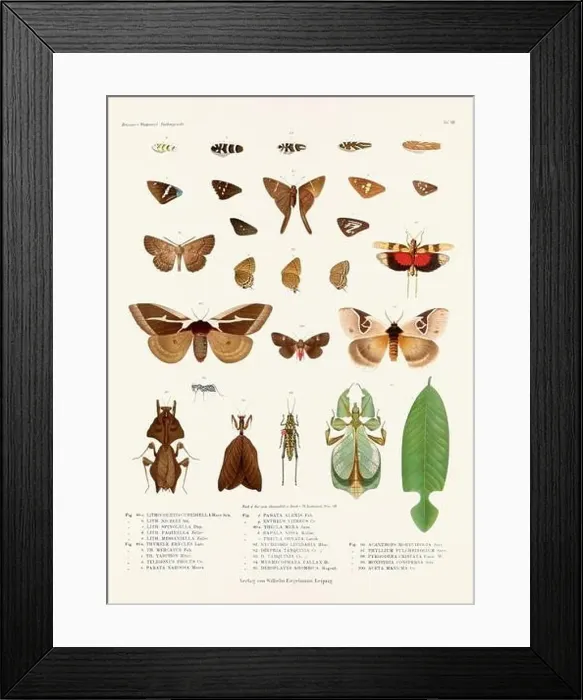 Framed Print : A vintage insect illustration from a 19th-century German book plate showcasing the coloration of various insect species Framed Print : A vintage insect illustration from a 19th-century German book plate showcasing the coloration of various insect species