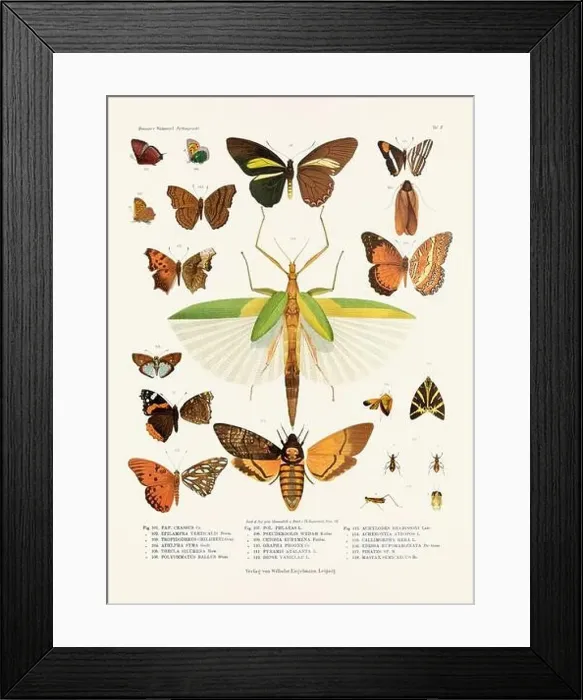 Framed Print : A vintage insect illustration from a 19th-century German book plate showcasing the coloration of various insect species Framed Print : A vintage insect illustration from a 19th-century German book plate showcasing the coloration of various insect species