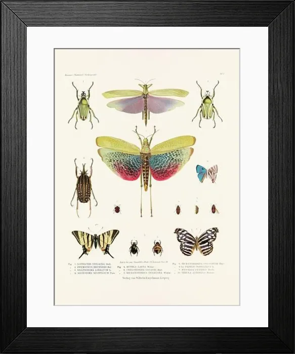 Framed Print : A vintage insect illustration from a 19th-century German book plate showcasing the coloration of various insect species Framed Print : A vintage insect illustration from a 19th-century German book plate showcasing the coloration of various insect species