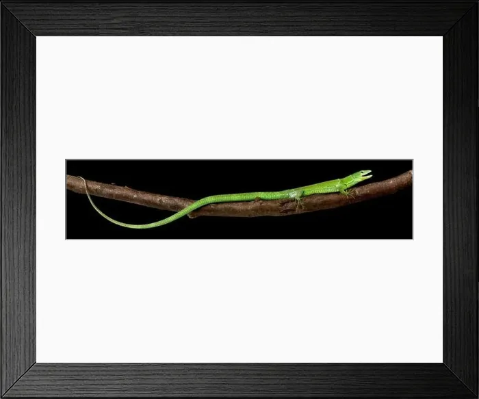 Framed Print : Green keel-bellied lizard (Gastropholis prasina) Framed Print : Green keel-bellied lizard (Gastropholis prasina)