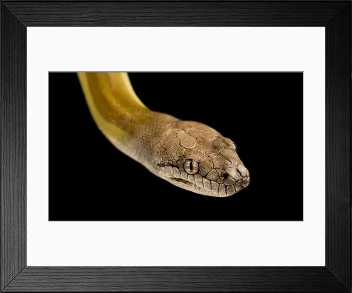 Framed Print : Papuan python (Apodora papuana) Framed Print : Papuan python (Apodora papuana)