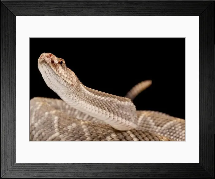 Framed Print : Aruba Island Rattlesnake (Crotalus unicolor)