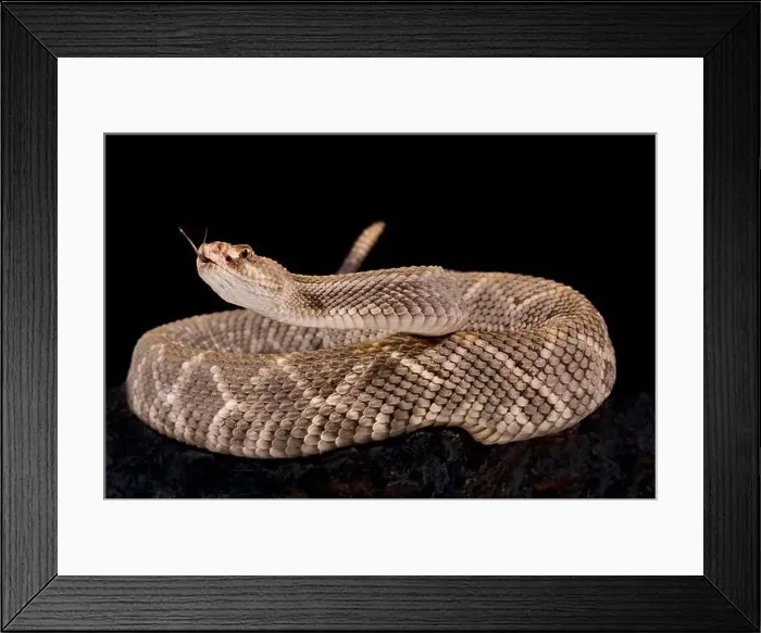 Framed Print : Aruba Island Rattlesnake (Crotalus unicolor) Framed Print : Aruba Island Rattlesnake (Crotalus unicolor)