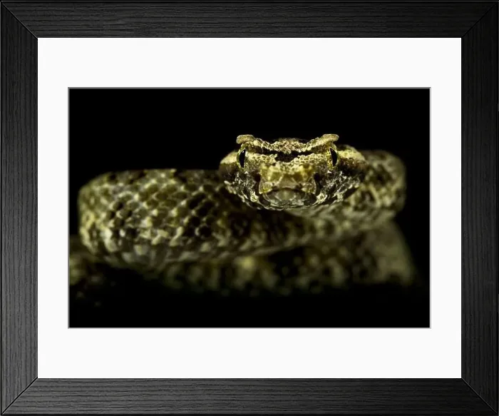 Framed Print : Fan-Si-Pan Horned Pitviper (Protobothrops cornutus) Framed Print : Fan-Si-Pan Horned Pitviper (Protobothrops cornutus)