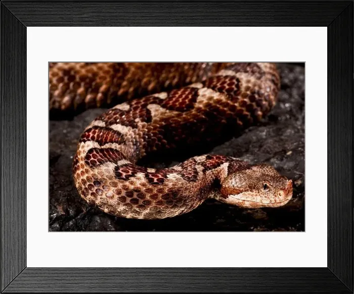 Framed Print : Long-nosed viper (Vipera ammodytes) Framed Print : Long-nosed viper (Vipera ammodytes)