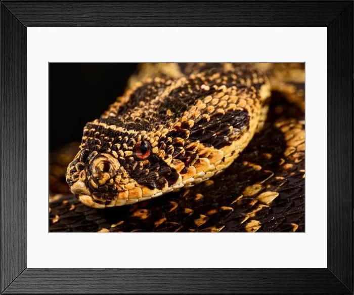 Framed Print : Puff adder (Bitis arietans) Framed Print : Puff adder (Bitis arietans)