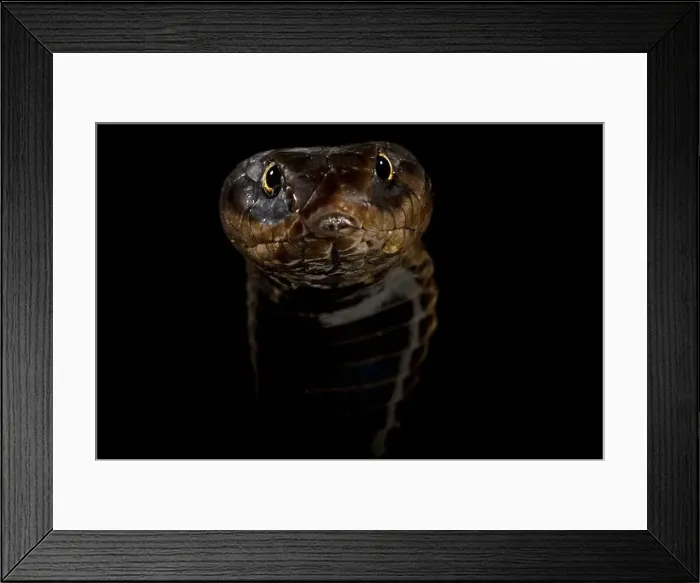 Framed Print : Rinkhals cobra (Hemachatus haemachatus) Framed Print : Rinkhals cobra (Hemachatus haemachatus)