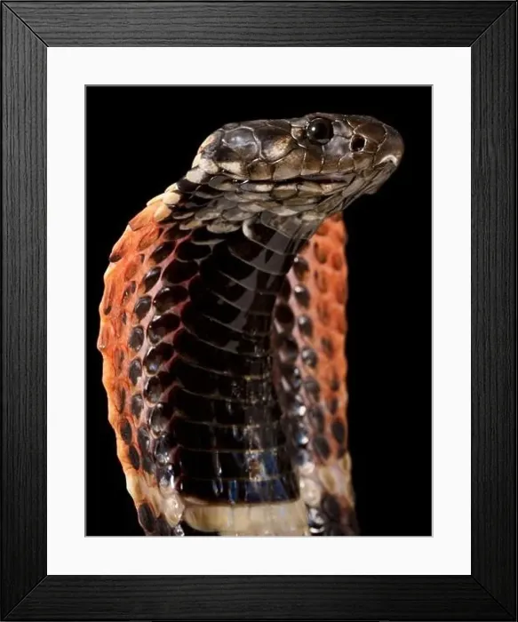 Framed Print : Rinkhals cobra (Hemachatus haemachatus) Framed Print : Rinkhals cobra (Hemachatus haemachatus)